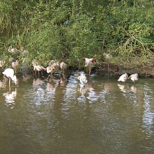 Greater Flamingos