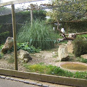 Snowy Owl Aviary