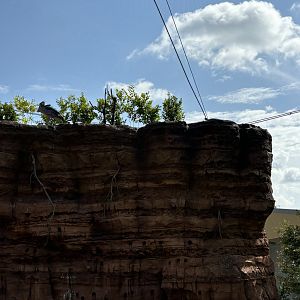 Shoebill in 4-Acre Heart of Africa Aviary
