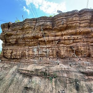 Shoebill in 4-Acre Heart of Africa Aviary