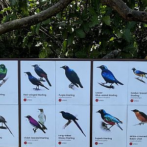 Circa 75 Species in 4-Acre Heart of Africa Aviary