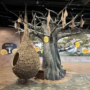 Bird Nests - room between African + Asian aviaries