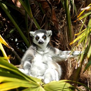 Auckland Zoo | Ring-tailed Lemur