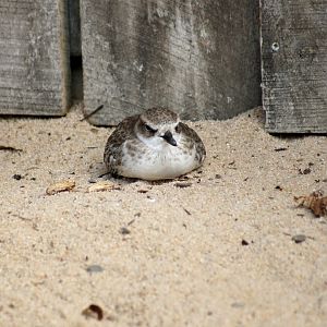 Auckland Zoo | New Zealand Dotterel