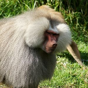 Auckland Zoo | Hamadryas Baboon