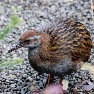 Auckland Zoo | Weka Species
