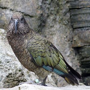 Auckland Zoo | Kea
