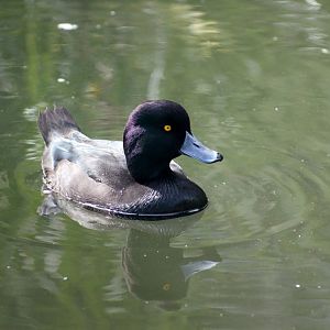 Auckland Zoo | New Zealand Scaup