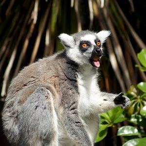 Auckland Zoo | Ring-tailed Lemur