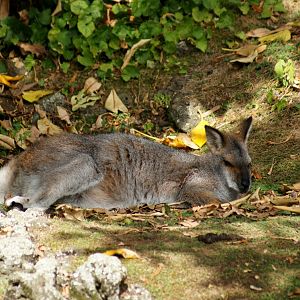 Auckland Zoo | Red-necked Wallaby