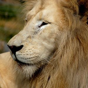 Kamo Wildlife Sanctuary | African Lion