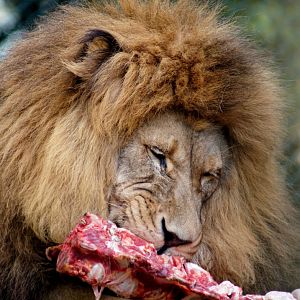 Kamo Wildlife Sanctuary | African Lion