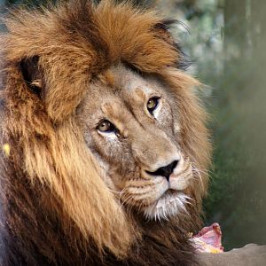 Kamo Wildlife Sanctuary | African Lion