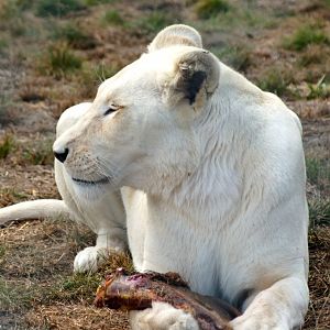 Kamo Wildlife Sanctuary | White Lion