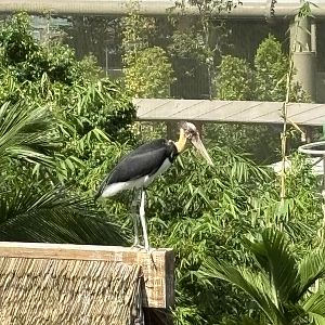 2-Acre Wings of Asia Aviary