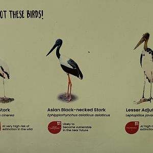 Circa 50 Species in 2-Acre Wings of Asia Aviary