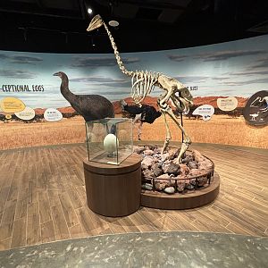 Egg room - air-conditioned paradise!