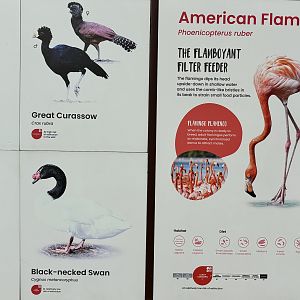 Circa 45 Species in 3-Acre Crimson Werlands Aviary