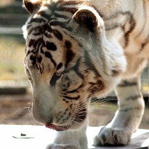 Kamo Wildlife Sanctuary | Rewa the White Tiger