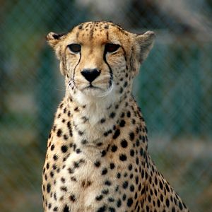 Kamo Wildlife Sanctuary | Cheetah