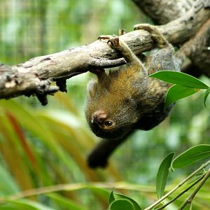 Auckland Zoo | Pygmy Marmoset