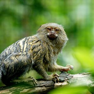Auckland Zoo | Pygmy Marmoset