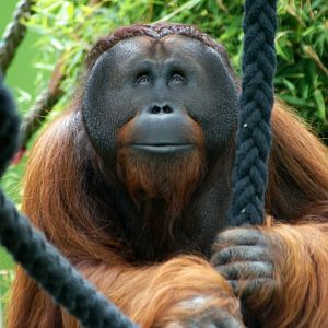Auckland Zoo | Isim the Bornean Orangutan