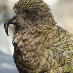 Auckland Zoo | Kea