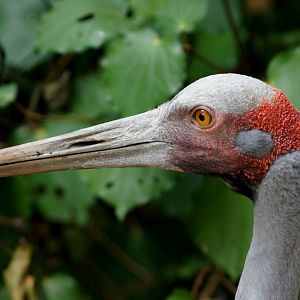 Auckland Zoo | Brolga