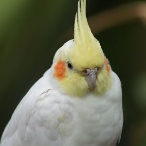 The Parrot Place - Cockatiel