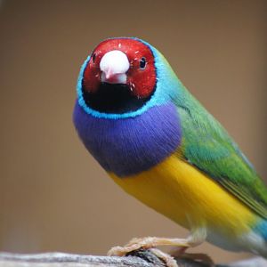 The Parrot Place - Gouldian Finch