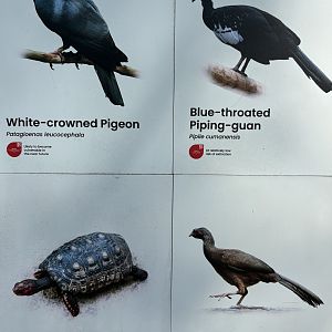 Circa 35 Species in Amazonian Jewels Aviary