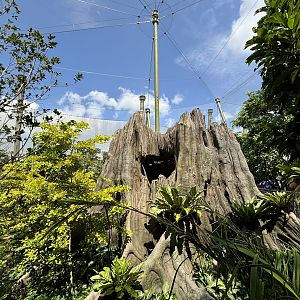 Amazonian Jewels Aviary