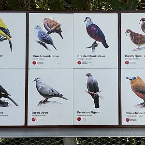 Circa 35 Species in Amazonian Jewels Aviary
