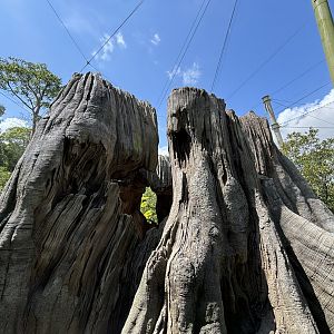 Amazonian Jewels Aviary