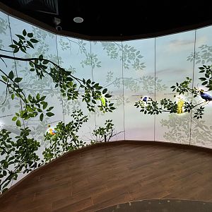 Press buttons to hear bird songs