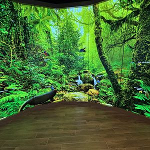 Press buttons to hear bird songs