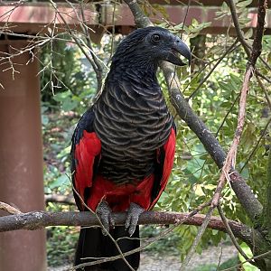 Pesquet’s Parrot - Songs of the Forest Aviary