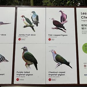 Circa 50 Species in the Songs of the Forest Aviary