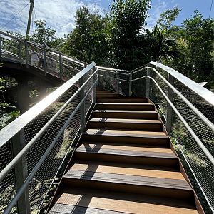 Songs of the Forest Aviary