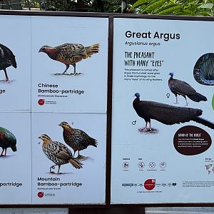 Circa 50 Species in the Songs of the Forest Aviary