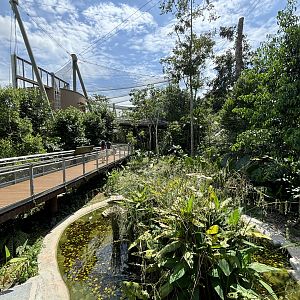 Songs of the Forest Aviary - 50 species