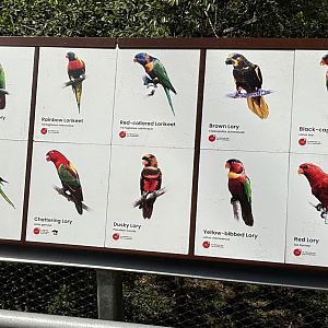 Circa 20-25 Species in Lory Loft Aviary