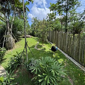 Cassowary Exhibit - Mysterious Papua Aviary
