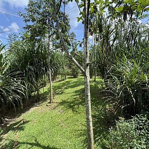 Cassowary Exhibit - Mysterious Papua Aviary