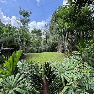 Cassowary Exhibit - Mysterious Papua Aviary
