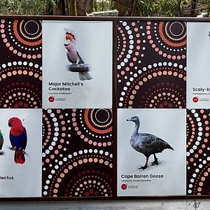 Circa 20 species in Australian Outback Aviary