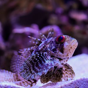 Hawaiian Green Lionfish