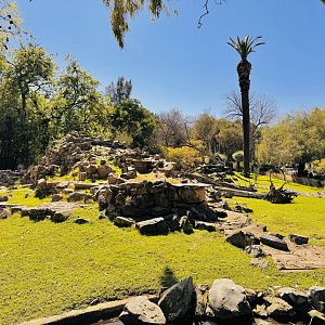 Yellow-footed rock-wallaby enclosure