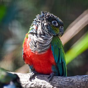 Crimson-bellied Conure